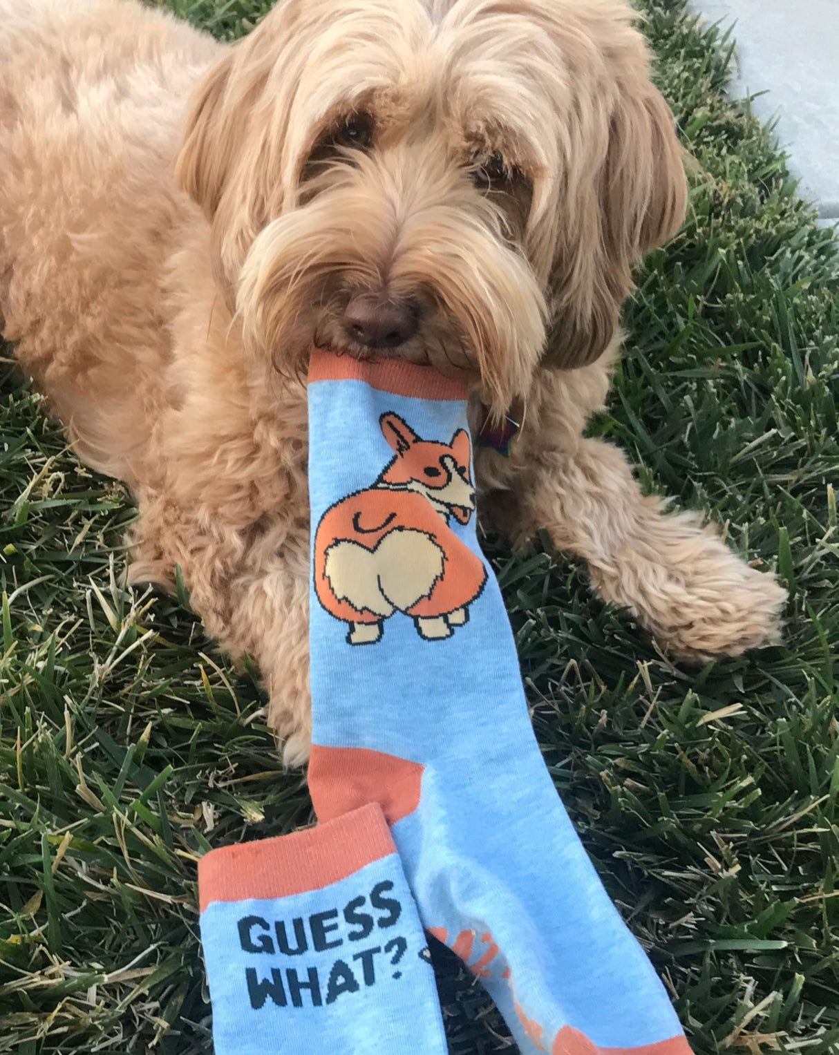 Women's Guess What Corgi Butt Socks Funny Small Breed Pret Puppy Dog Novelty Footwear